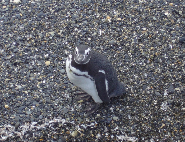 Pen